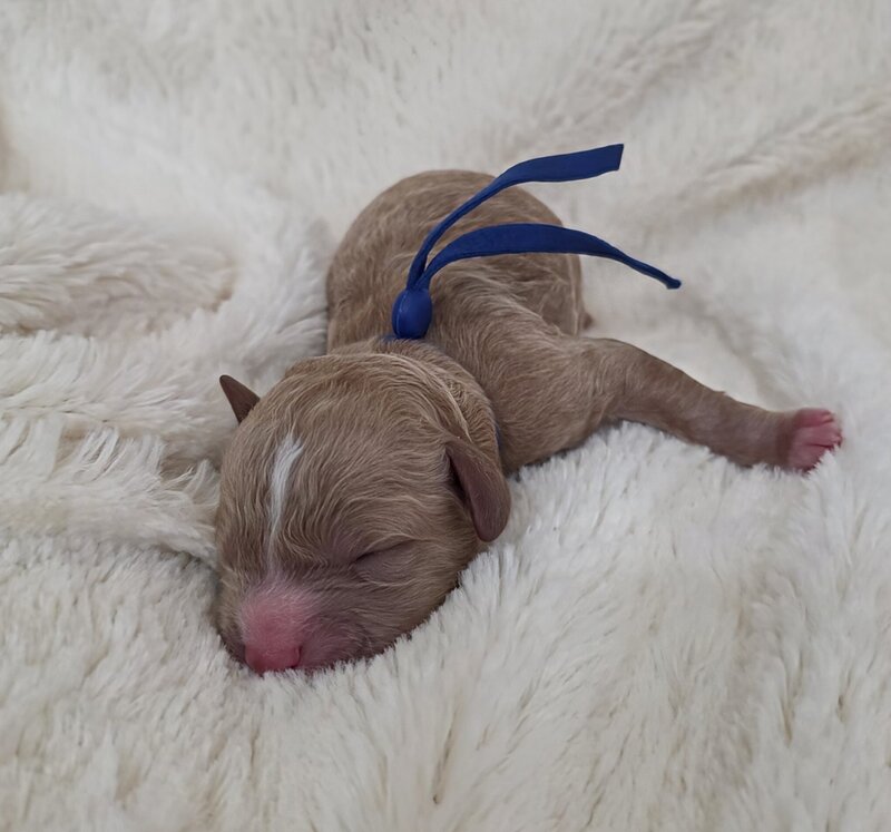 make red tuxedo cavapoo