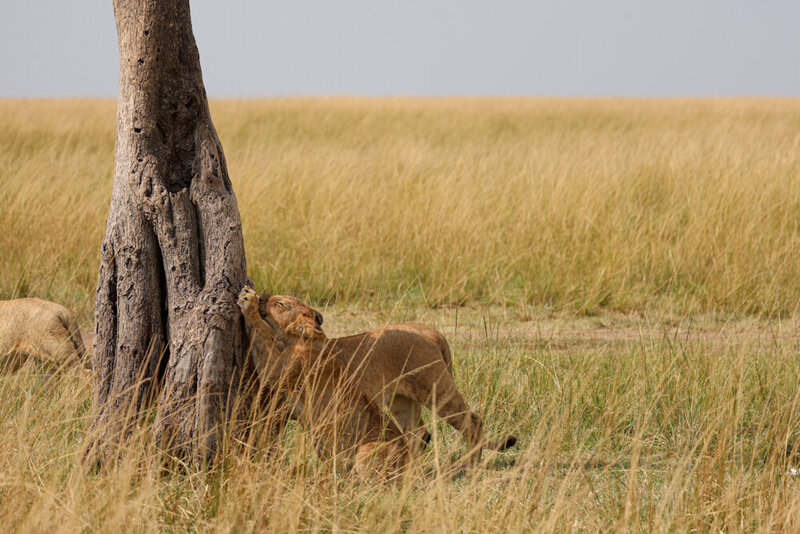 safariedited-057