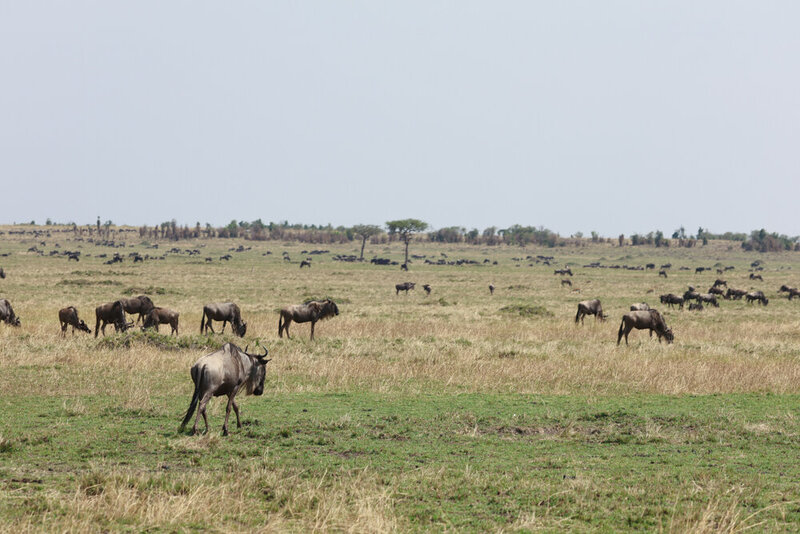 safariedited-429