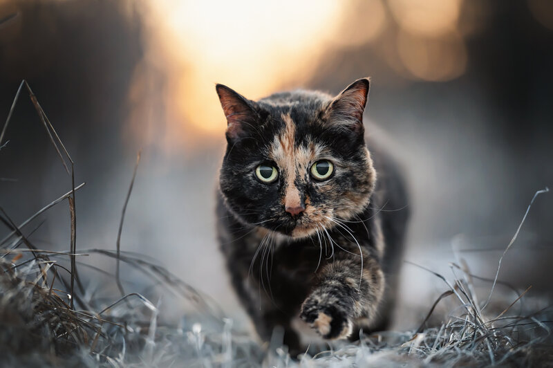 Cat Photography (15)