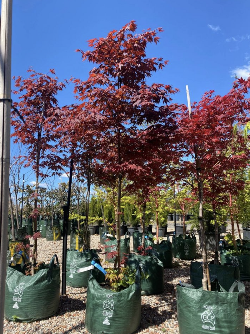 Mature Trees Sydney - Japanese Upright Maple - Purple - ACER PALMATUM ‘ATROPURPUREUM'