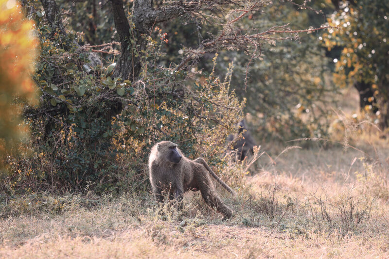 safariedited-169