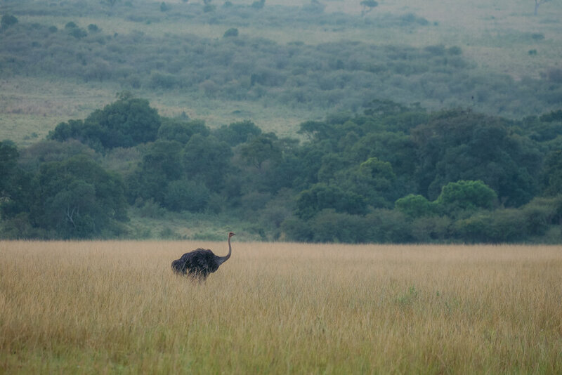 safariedited-241
