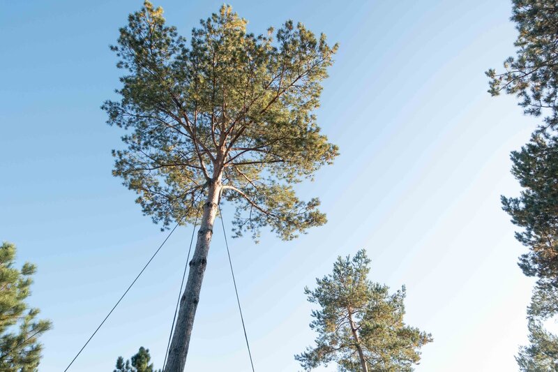 Esquisse d'un jardin arboré donnant sur une maison