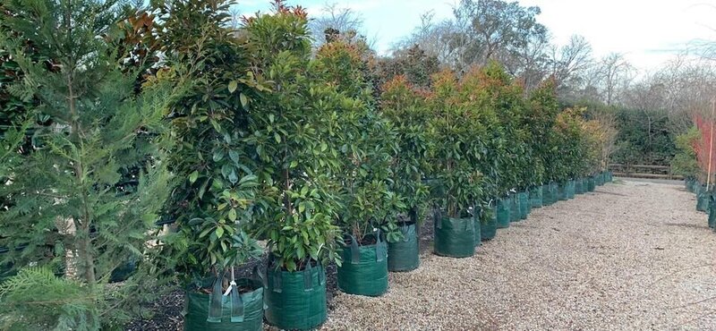 Native Quandong | Elaeocarpus Eumundi | Australian Natives