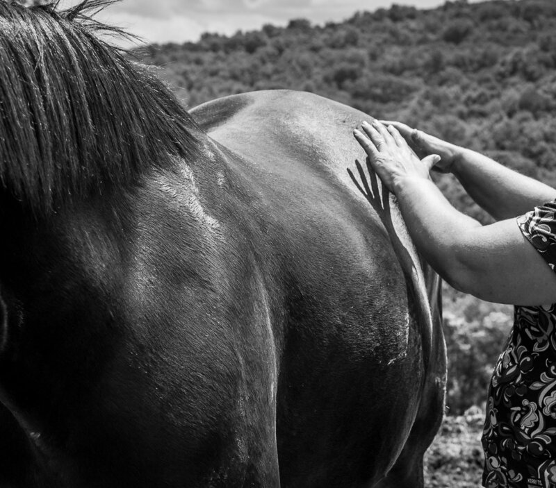 Equine Bodywork Hands on Horse's back 
