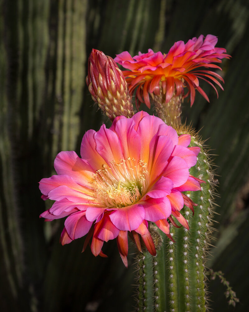 Flying-Saucer-Torch-Cactus