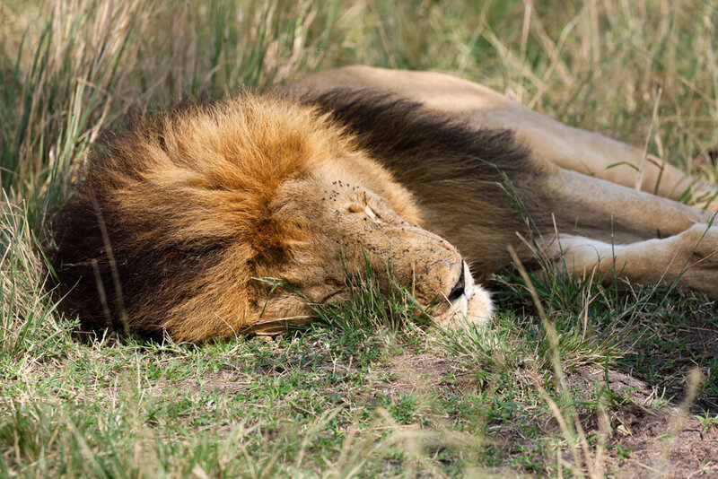 safariedited-052