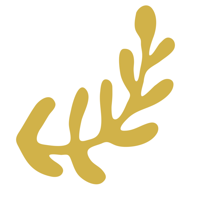 Olive branch branding graphic for Freedom Couple Counselling, symbolising peace, healing, and reconnection for couples in Melbourne.