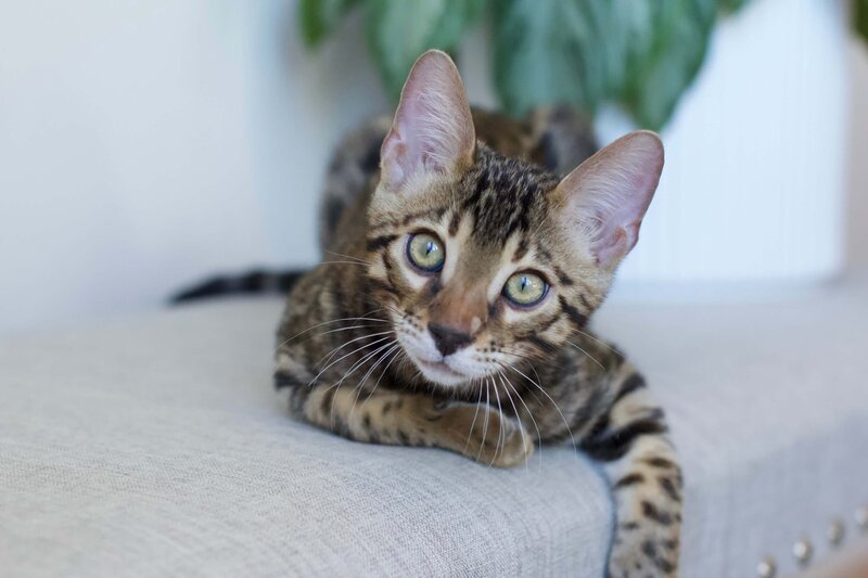 Autumn x Bronco_Boy 2_3