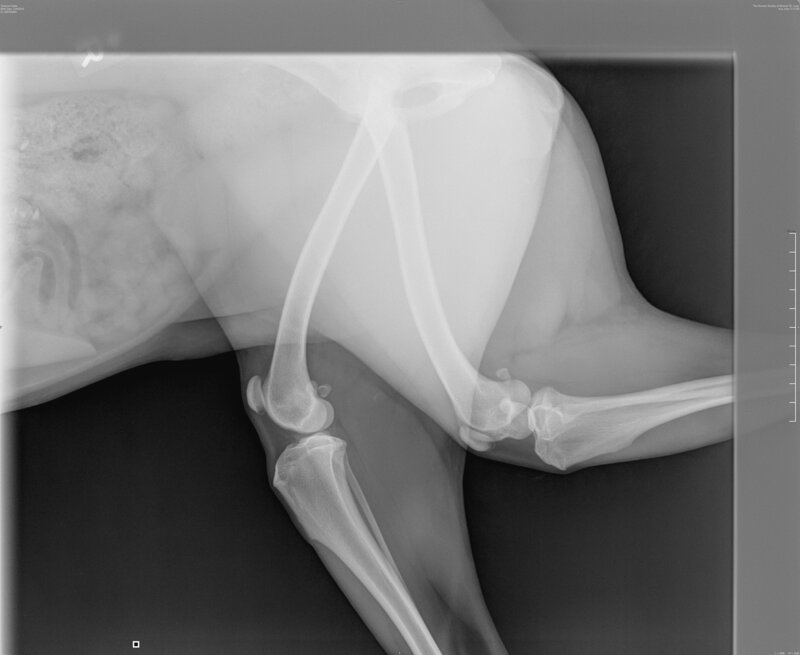 xray of a dog's hip fracture