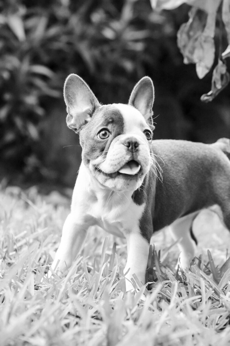 miami florida pet photography of a boston terrier puppy in black and white