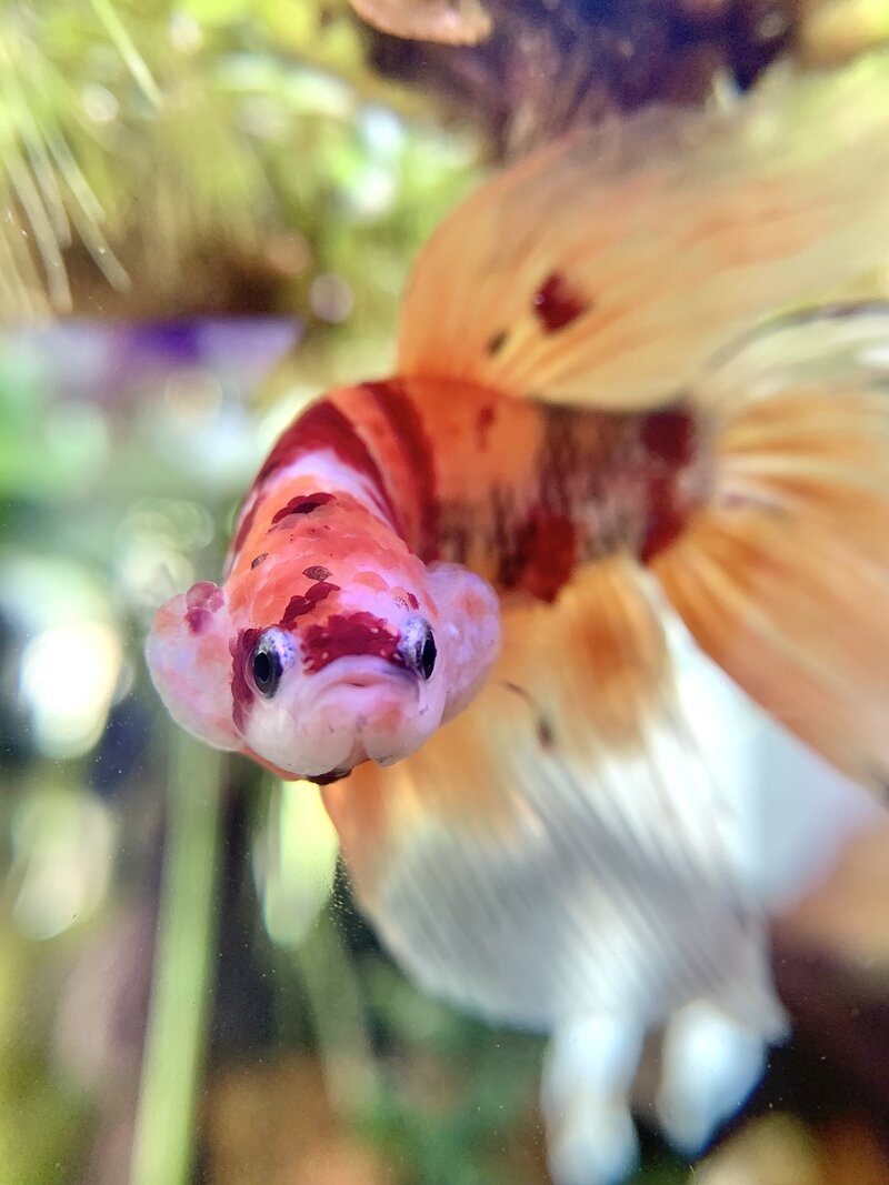 Edwin the betta fish