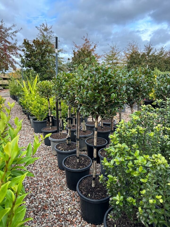 Syzygium 'Resilience' - Lilly Pilly Resilience Standards