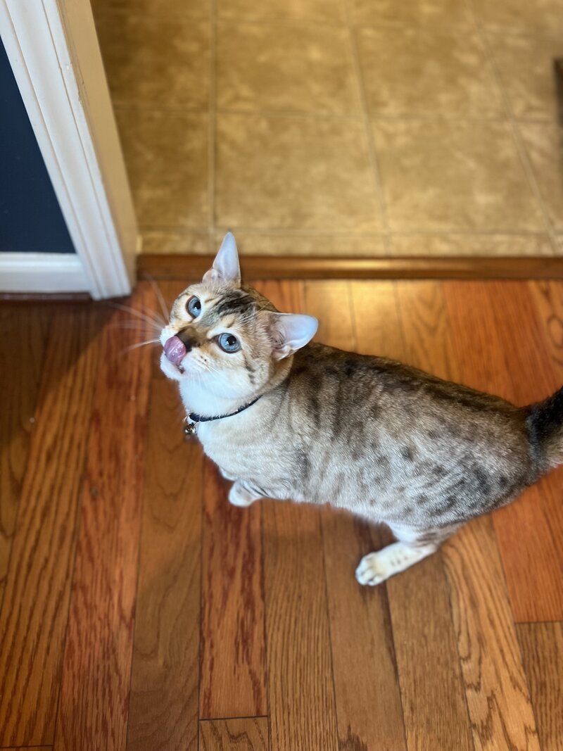 Tongue kitty