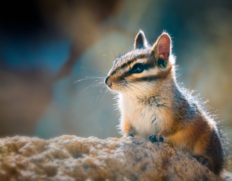 Cliff-Chipmunk-2