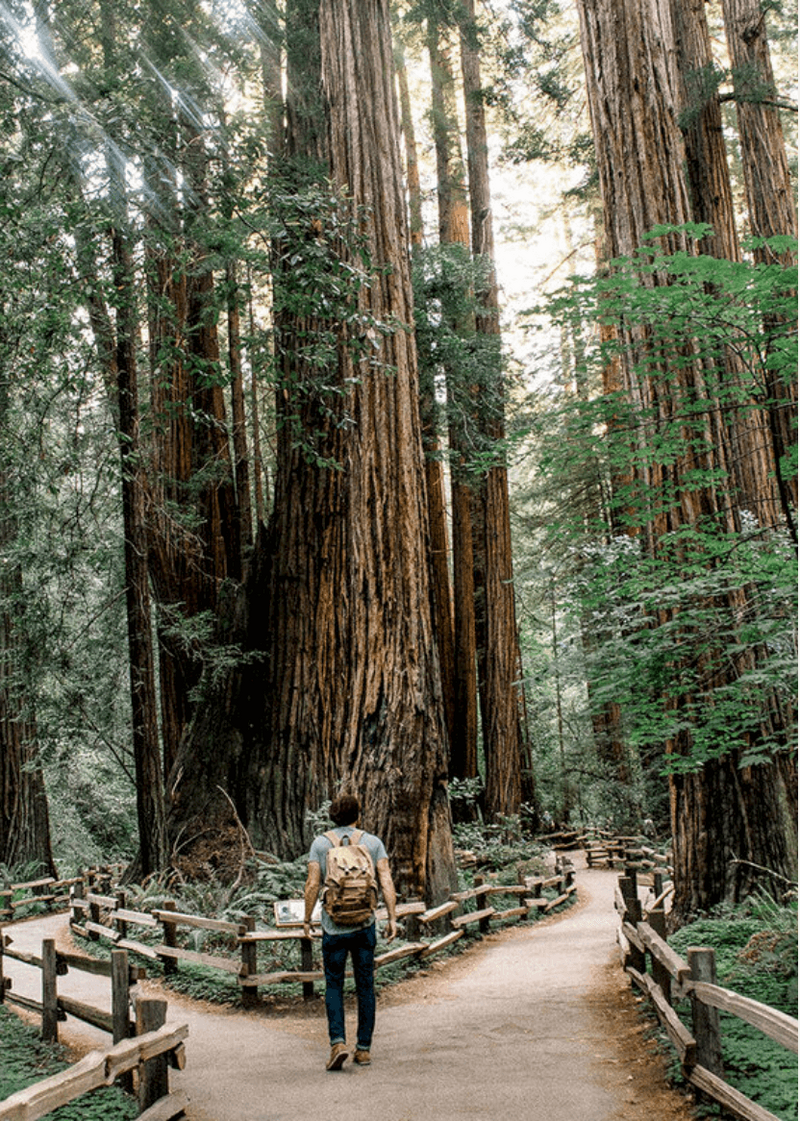 Man wearing a backpack stading at a fork in a path. He's