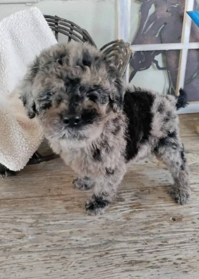 Small Country Mini Doodles Kansas City Cavapoos448625884_7835850166492708_1137829294518193750_n