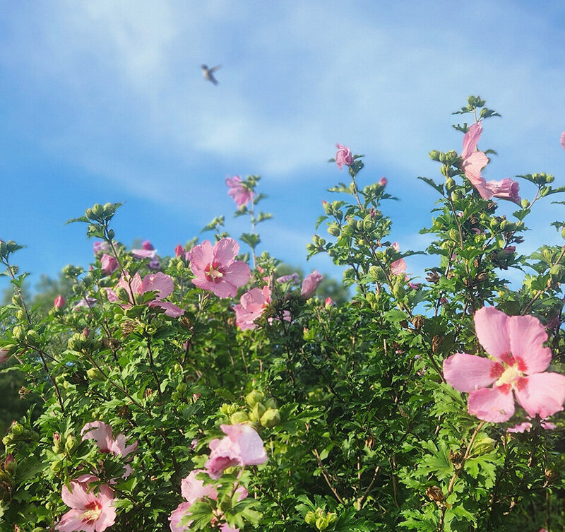 Jen Burghart Reiki 0050817_084428