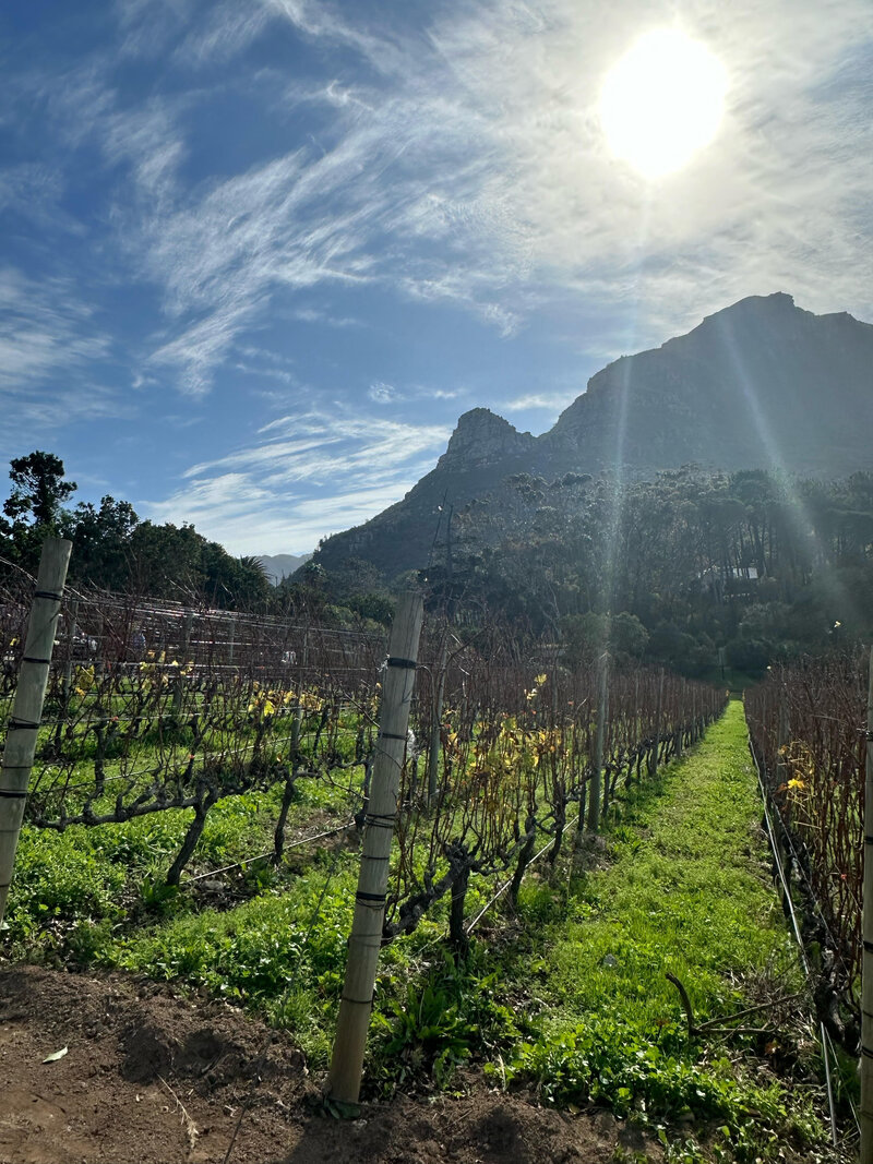 Cape Town Winelands