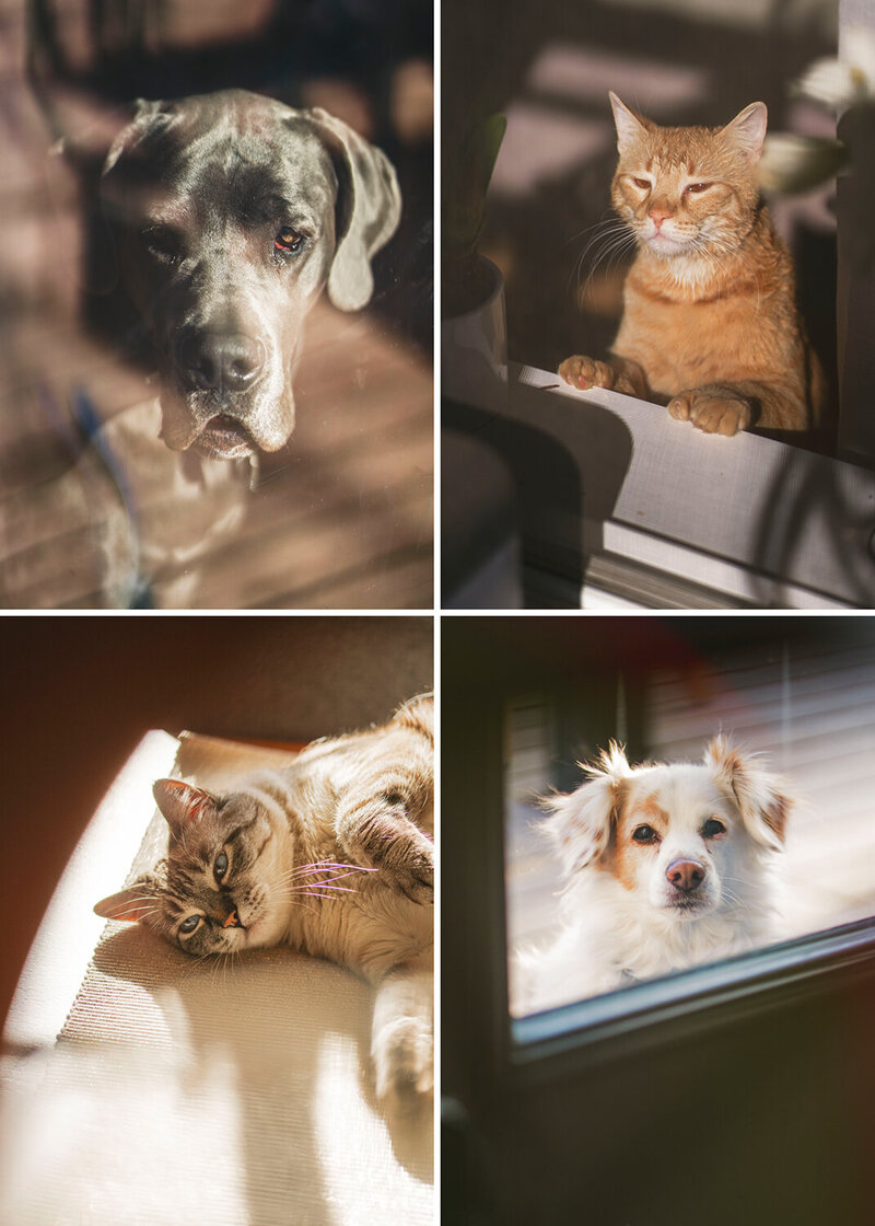 Denver Family Photographer captures pets at home during fall family photos