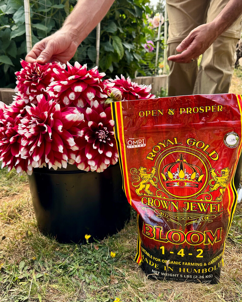 Crown Jewels Bloom being used on Pink and white dahlias