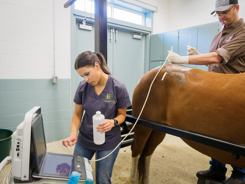 Equine and Bovine Surgery Services