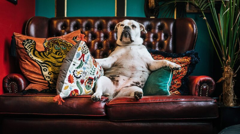 Bulldog chilln on sofa