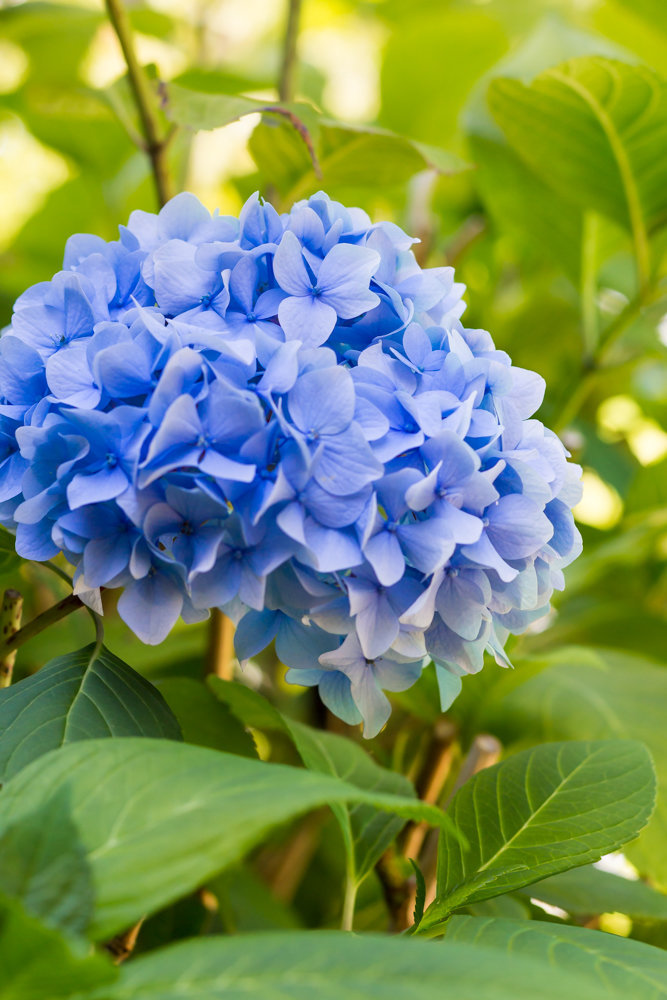 blue Flowers in Burnaby