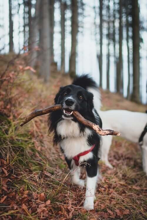 Healthy Border Collie with a stick