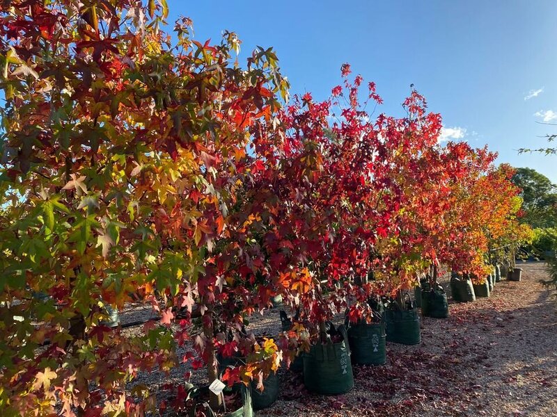 LIQUIDAMBAR STYRACIFLUA - mature trees sydney