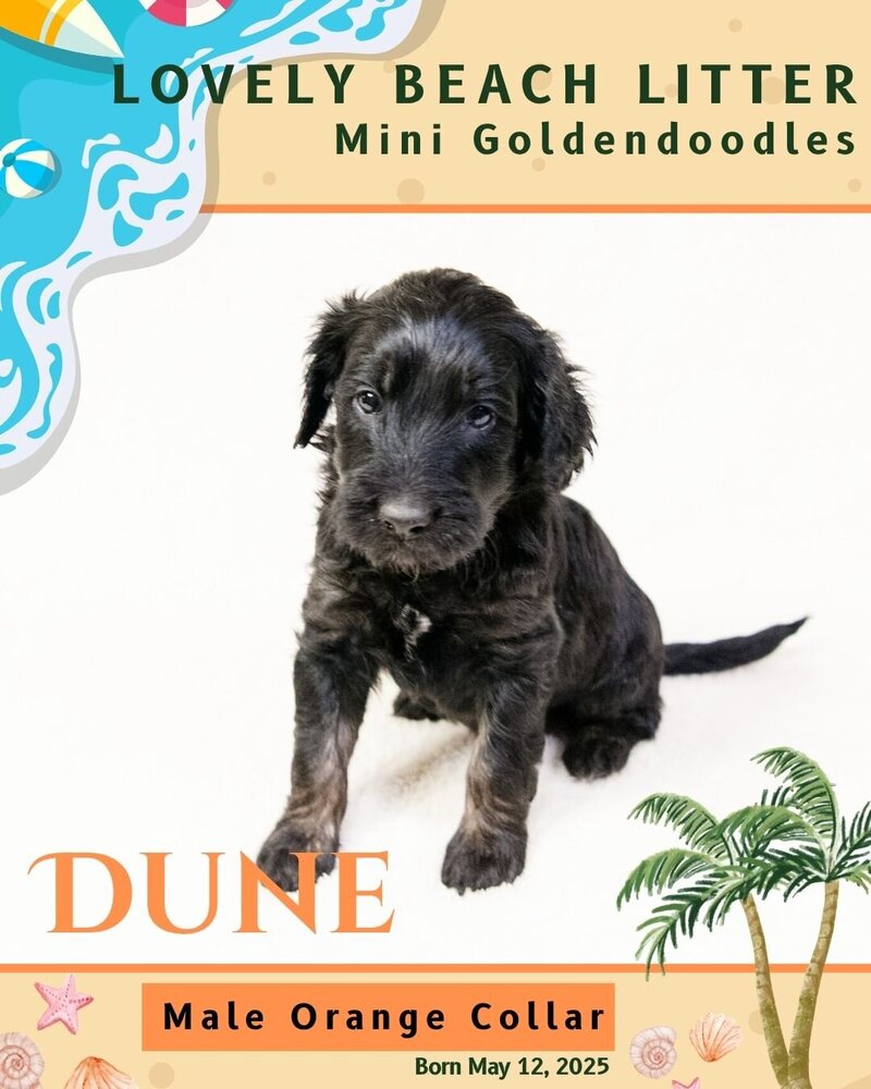 Beach - Orange Dune Male