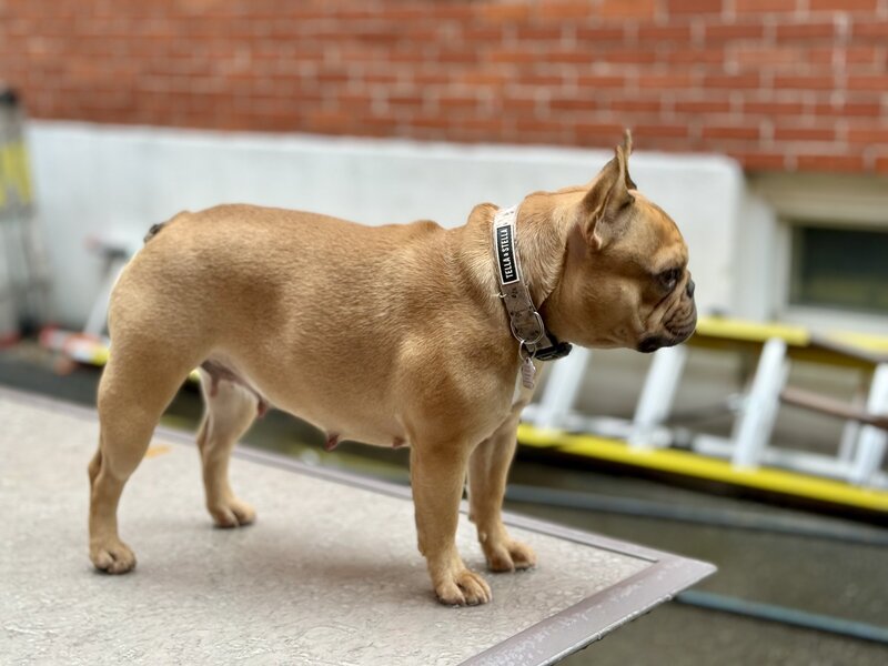 Cream French Bulldog female from LMN Bulldogs Quebec