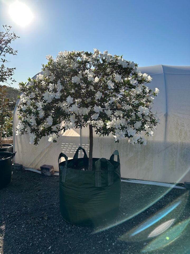 Mature Azalea indica 'Alphonse Anderson' - Go Green Nurseries - Sydney Plant Nursery