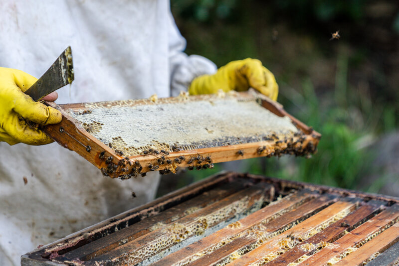 Bee Hive (1)