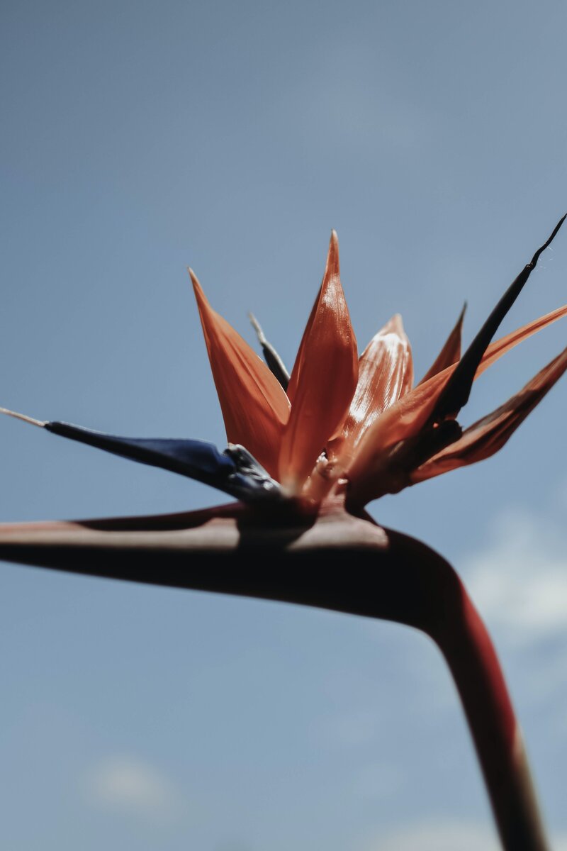 birds of paradise flower