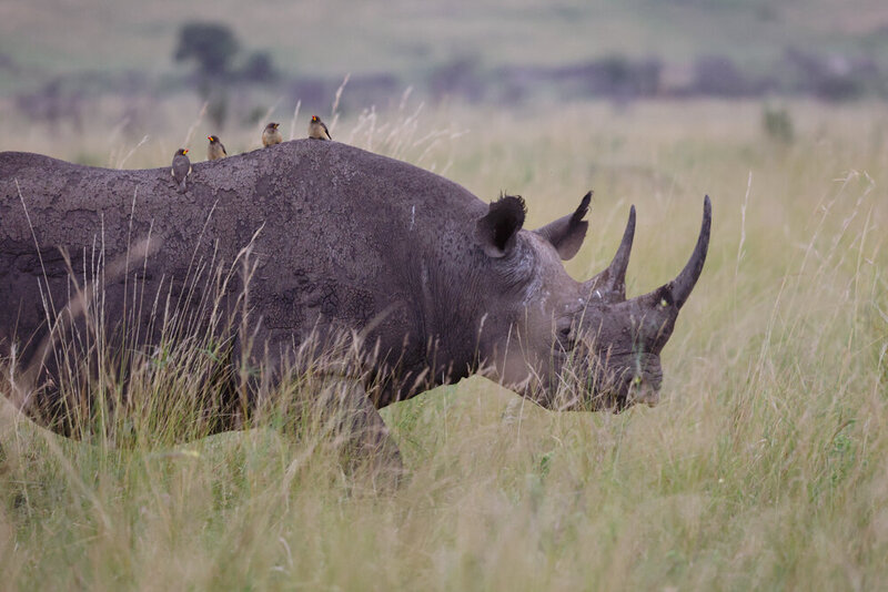safariedited-012