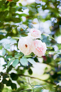 pearlman_europe-0031-3