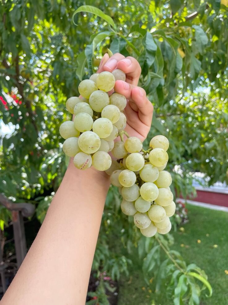 green grapes being held by one hand