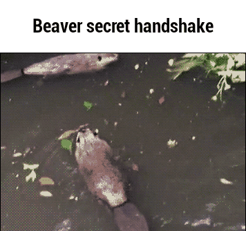 beaver GIF-source