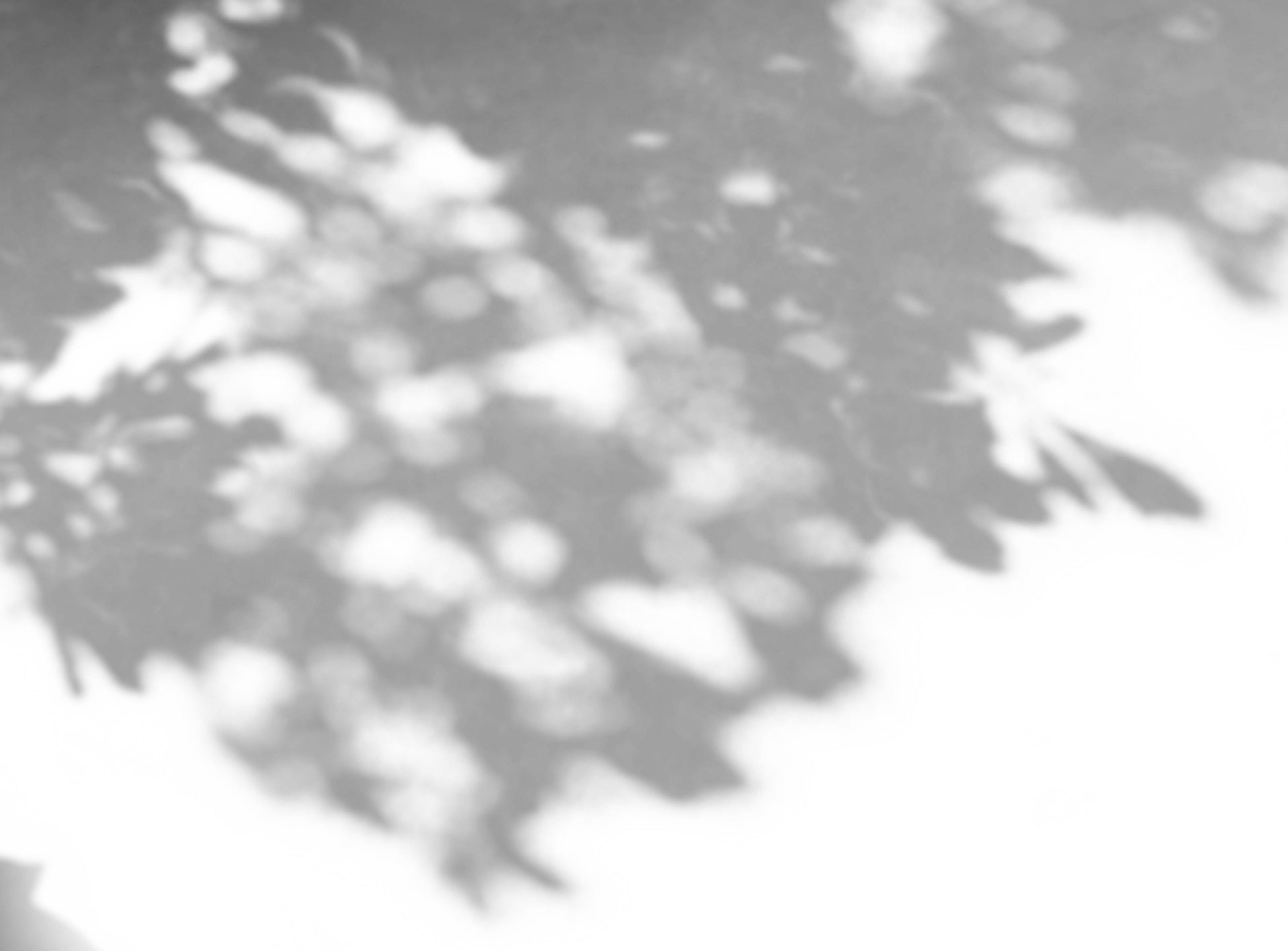 Leaf Shadow