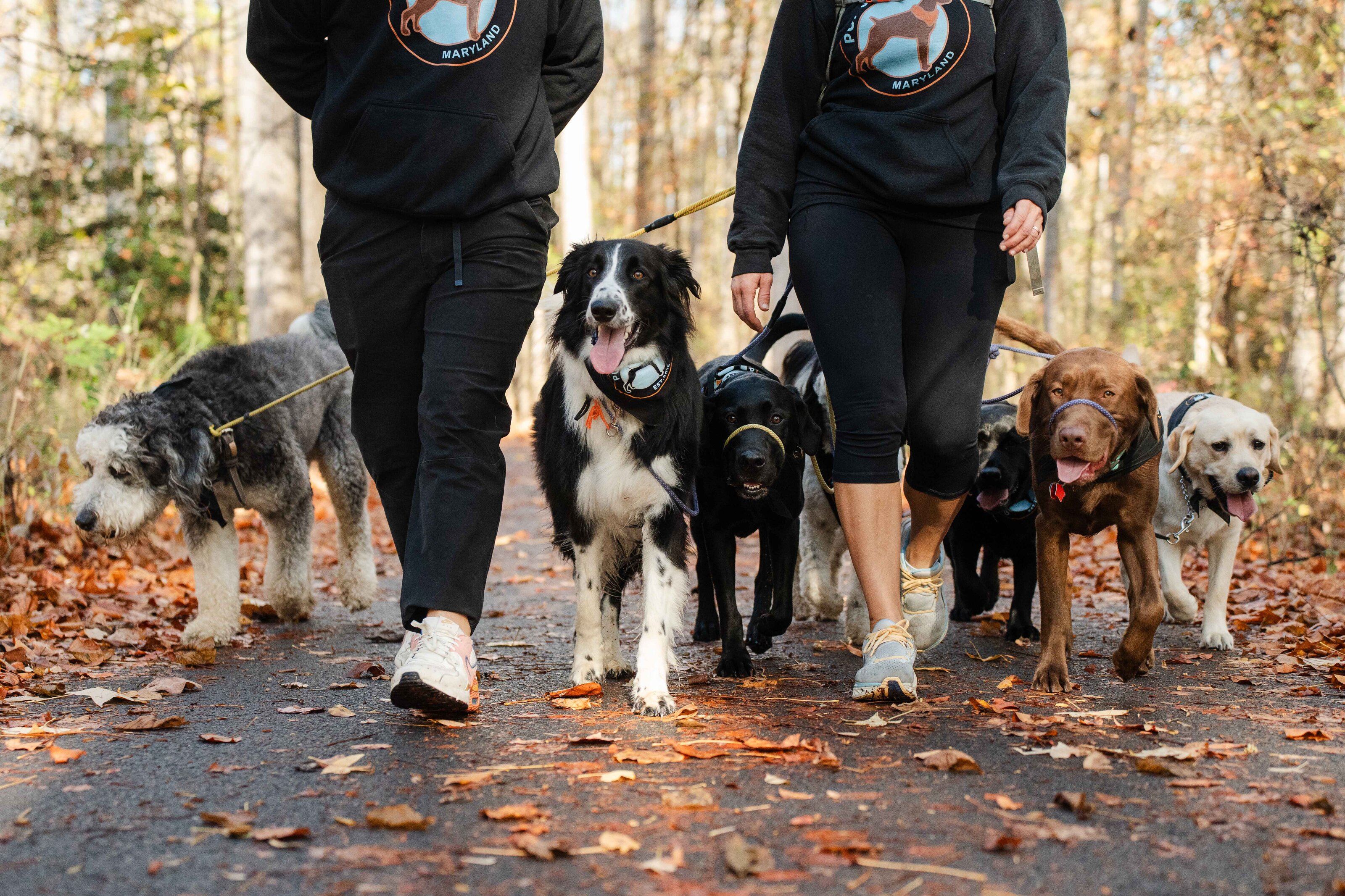 OC Pup Scouts Merch Shop | Stylish Gear for Dogs & Humans