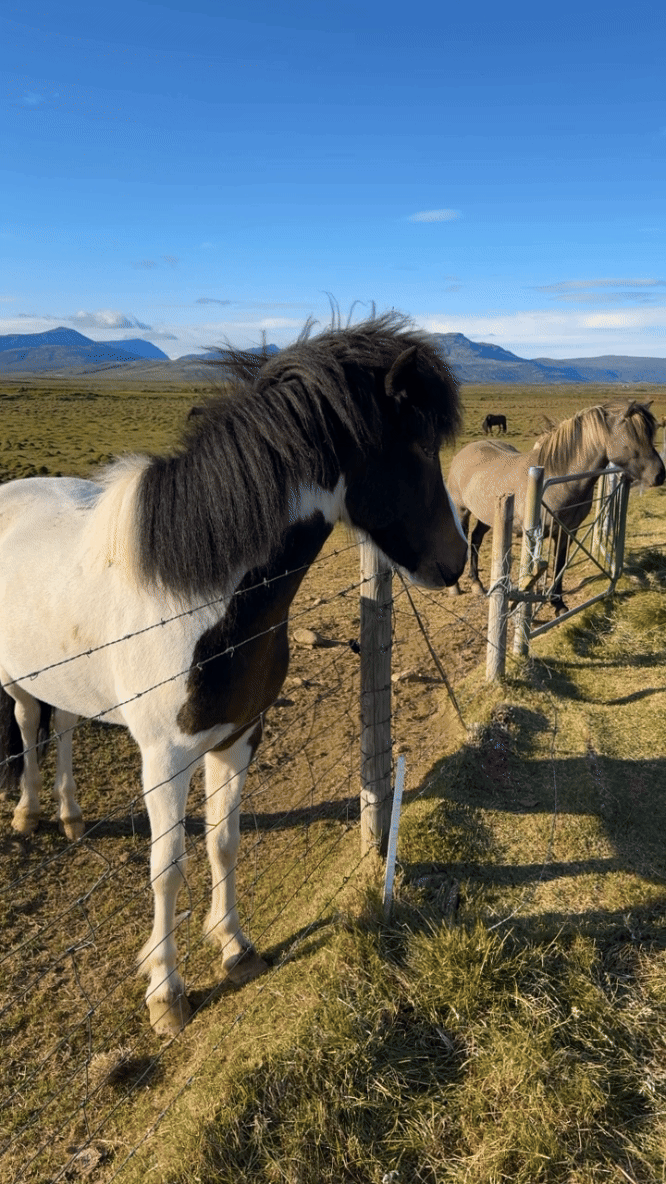iceland horses