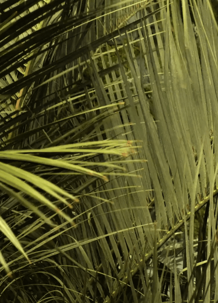 Untitled design (13)