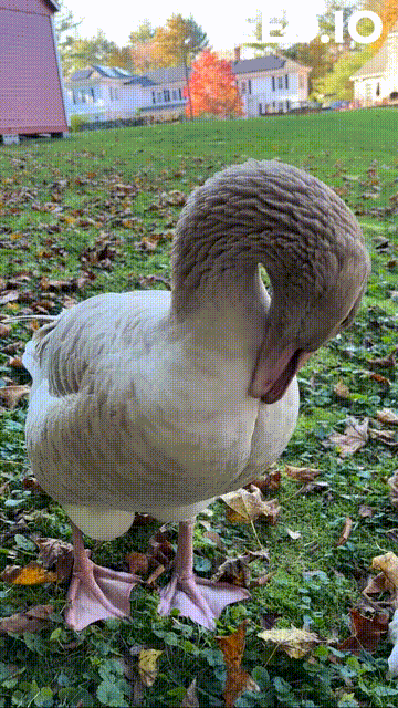 Goosie the goose on the 4 acre property where Supported Awakening live sessions are held in Wayland Massachusetts