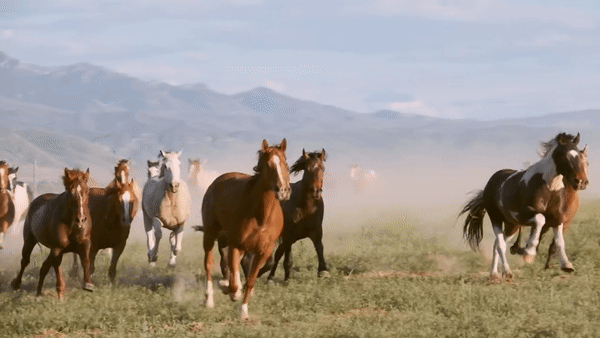 Running Horse Realty - Wyoming