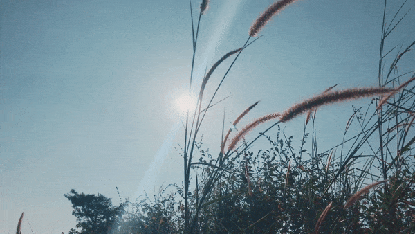 taustavideo tuulessa heiluvista timoteista