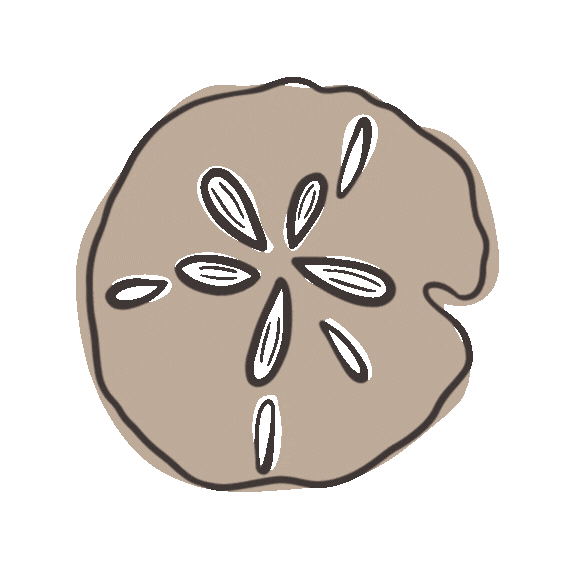 gif of a sand dollar moving around