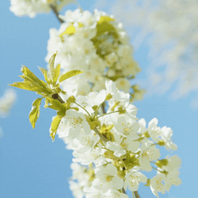 background image of  white flowers in wind