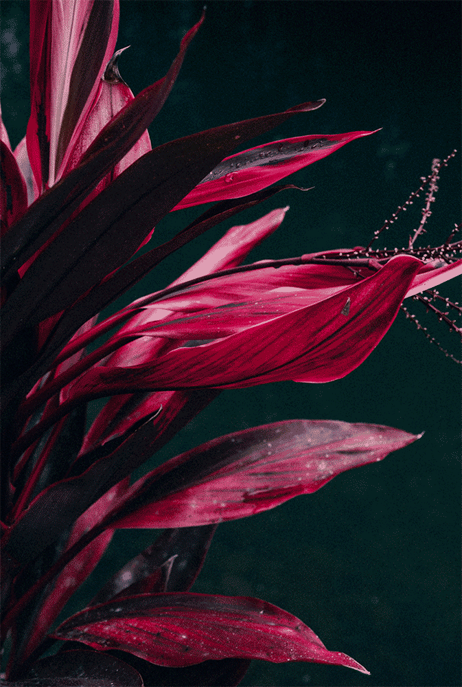 03_pink_leaves